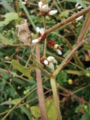 Persicaria senticosa