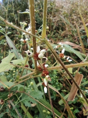 Persicaria senticosa