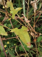Persicaria senticosa