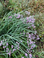 Allium chinense