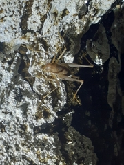 Spelaeiacris tabulae