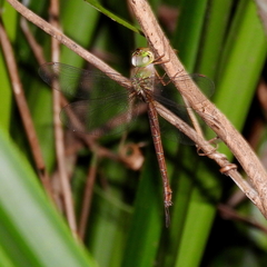Gynacantha rosenbergi