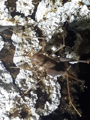 Spelaeiacris tabulae
