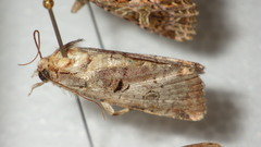 Epilecta linogrisea