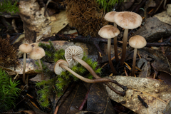 Mycetinis copelandii