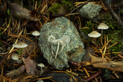 Mycena clavicularis