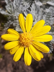 Euryops pectinatus pectinatus