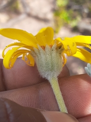 Euryops pectinatus pectinatus