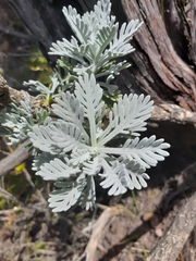 Euryops pectinatus pectinatus