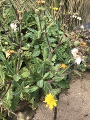 Sonchus megalocarpus