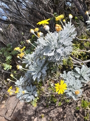 Euryops pectinatus pectinatus