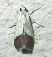 Tegostoma bipartalis