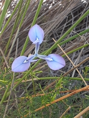 Moraea tripetala tripetala