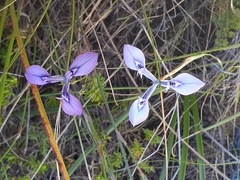 Moraea tripetala tripetala