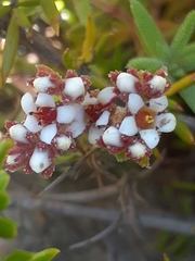 Crassula pruinosa