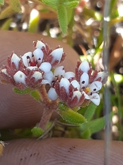 Crassula pruinosa