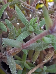 Crassula pruinosa