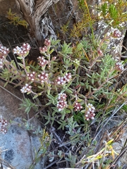 Crassula pruinosa