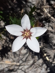 Adenandra uniflora