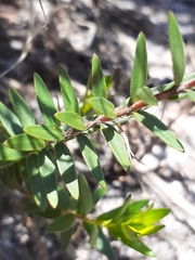Adenandra uniflora