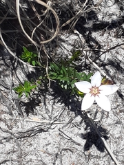 Adenandra uniflora