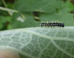 Polygonia satyrus