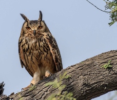 Bubo