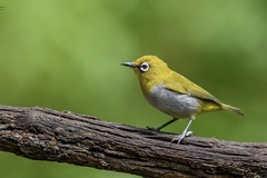 Zosterops palpebrosus