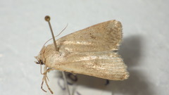 Caradrina ingrata
