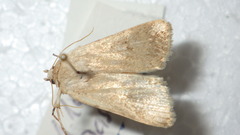 Caradrina ingrata