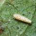 Blood Spot Leafhopper - Photo (c) 登坂久雄, some rights reserved (CC BY-NC), uploaded by 登坂久雄