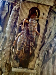 Hemideina ricta