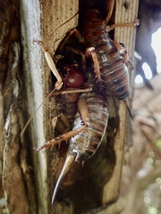 Hemideina ricta