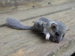 Graphiurus
