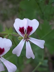 Pelargonium patulum patulum