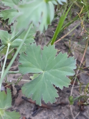 Pelargonium patulum patulum