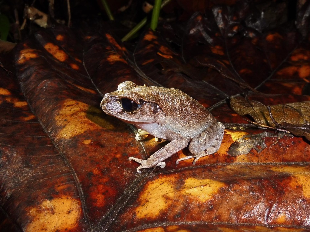 Blue-Eyed Litter Frog