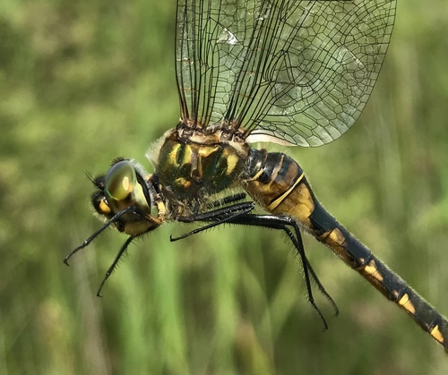 Yellow-spotted Emerald