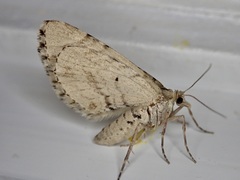 Asaphodes