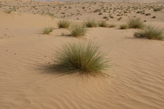 Cyperus conglomeratus