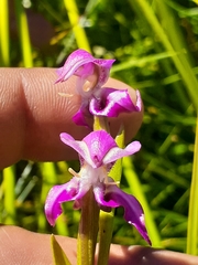 Disperis paludosa