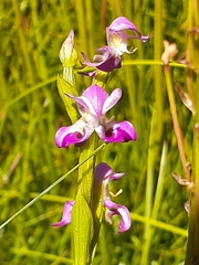 Disperis paludosa