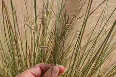 Cyperus conglomeratus
