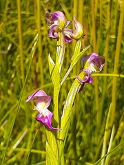 Disperis paludosa