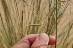 Cyperus conglomeratus