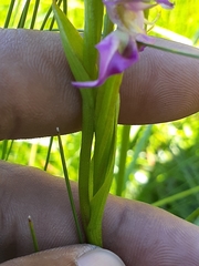 Disperis paludosa