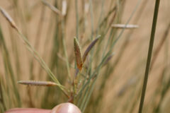 Cyperus conglomeratus