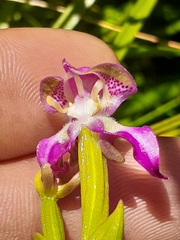 Disperis paludosa