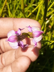 Disperis paludosa