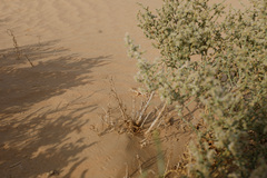 Acanthodactylus schmidti